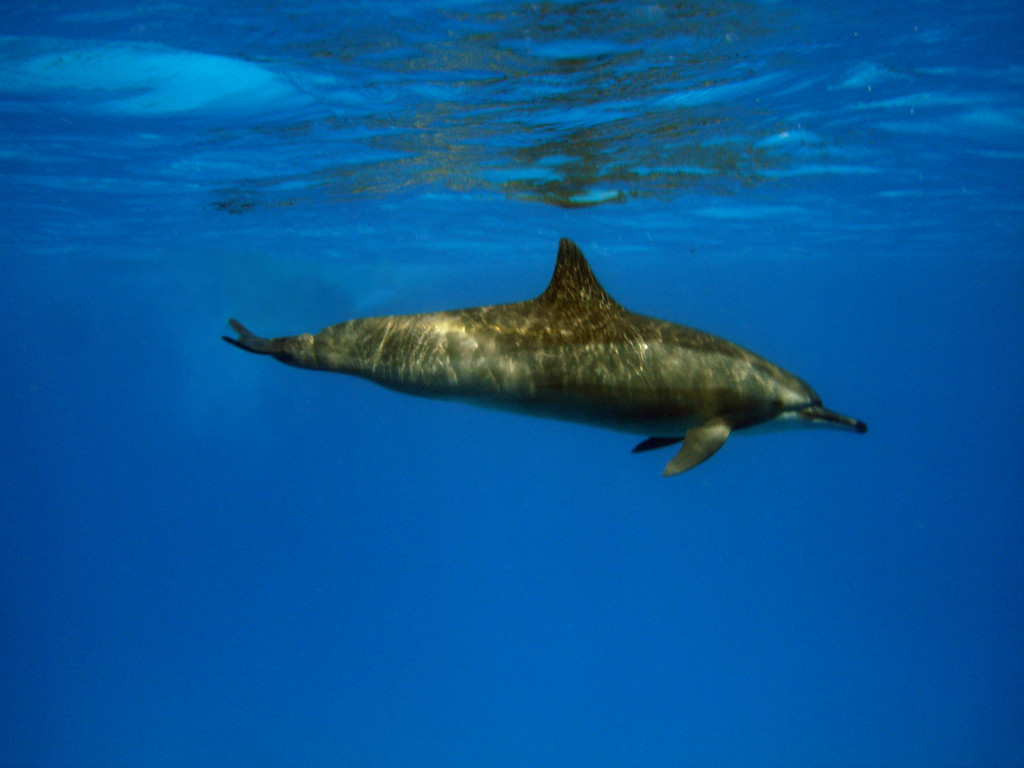 Souffleur de l'Océan Indien Tursiops aduncus 