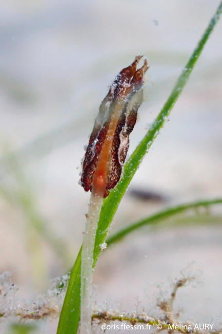 Cymodocée en fleur Cymodocea nodosa © Mélina Aury