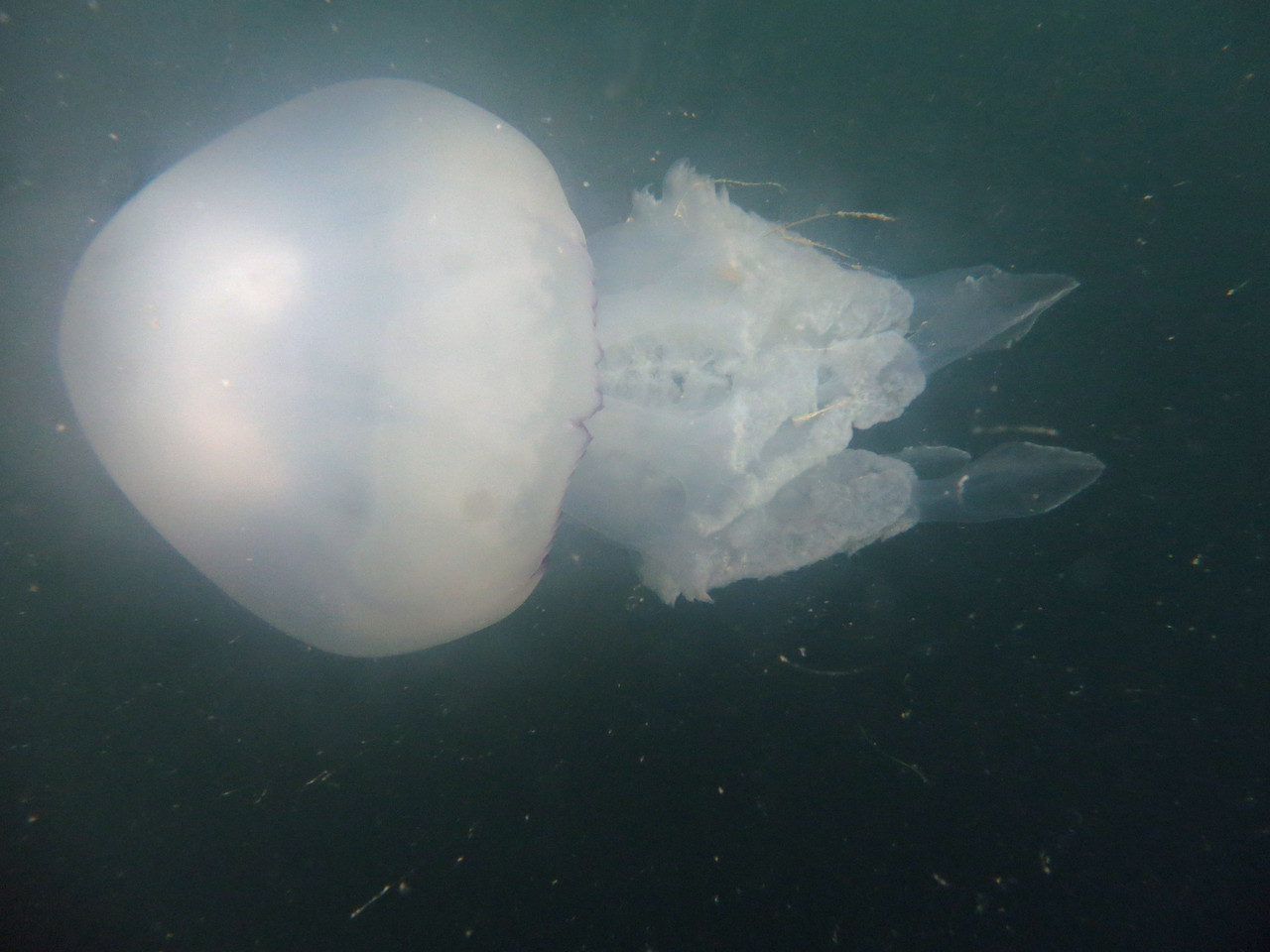 rhizostoma pulmo, méduse chou-fleur, poumon de mer - Saint-Cast Côte d'Armor