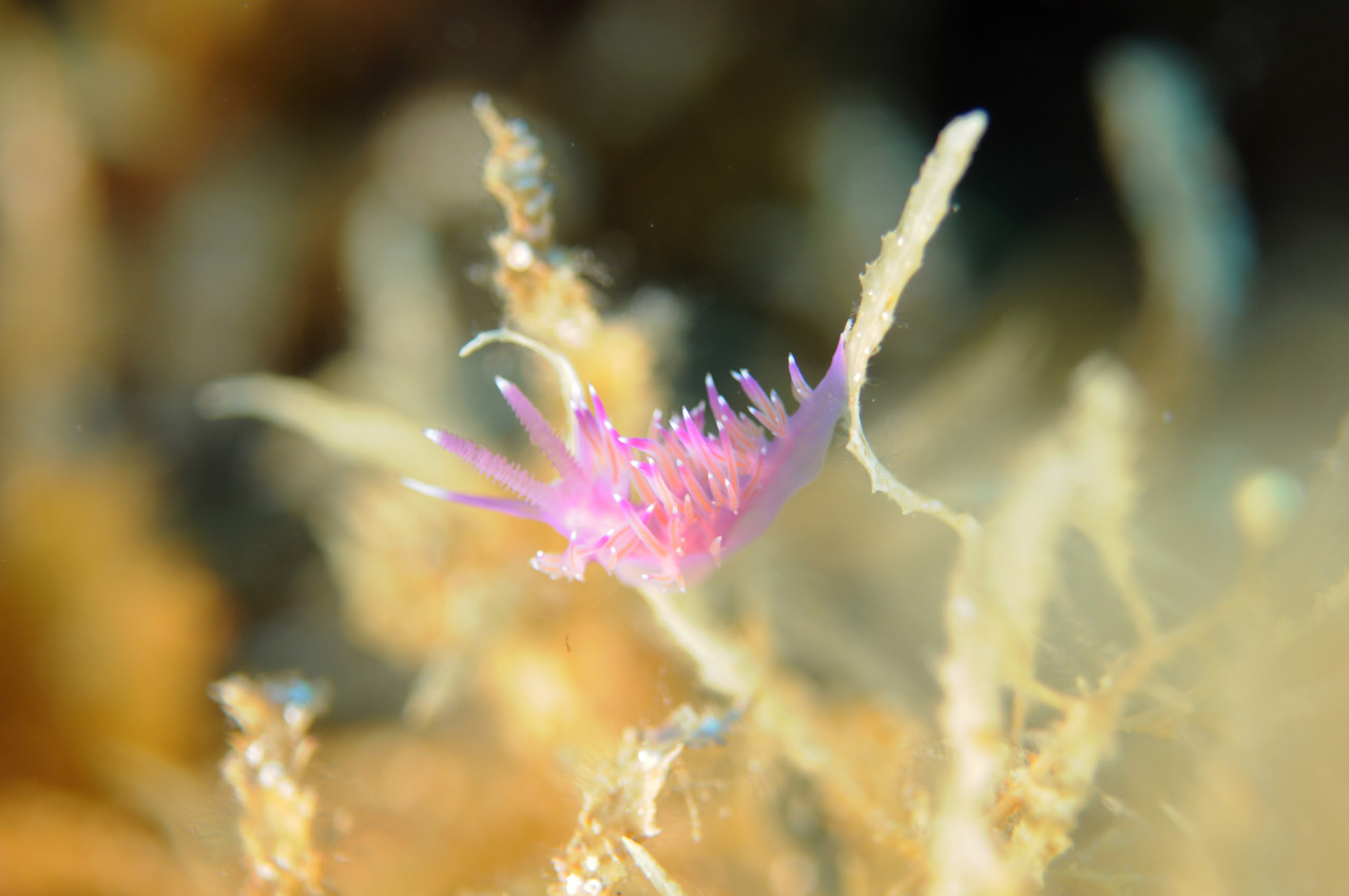 Flabellina affinis (Gmelin, 1791) Flabelline mauve