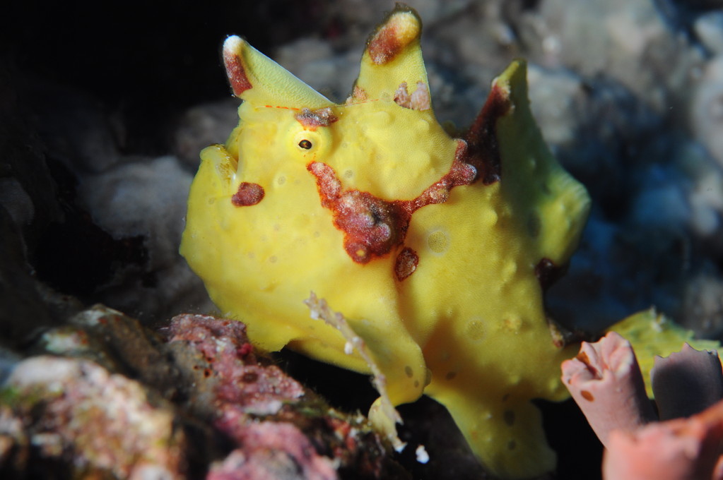 antennaire "Antennarius maculatus" Negros orientales Philippines