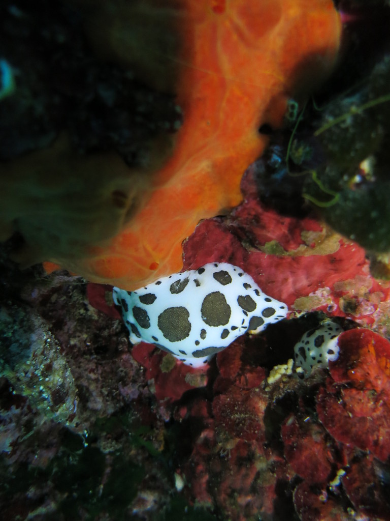 Petrodoris atromaculat, doris dalmatien, Nudibranchia Opisthobranchia Gastropoda Mollusca  