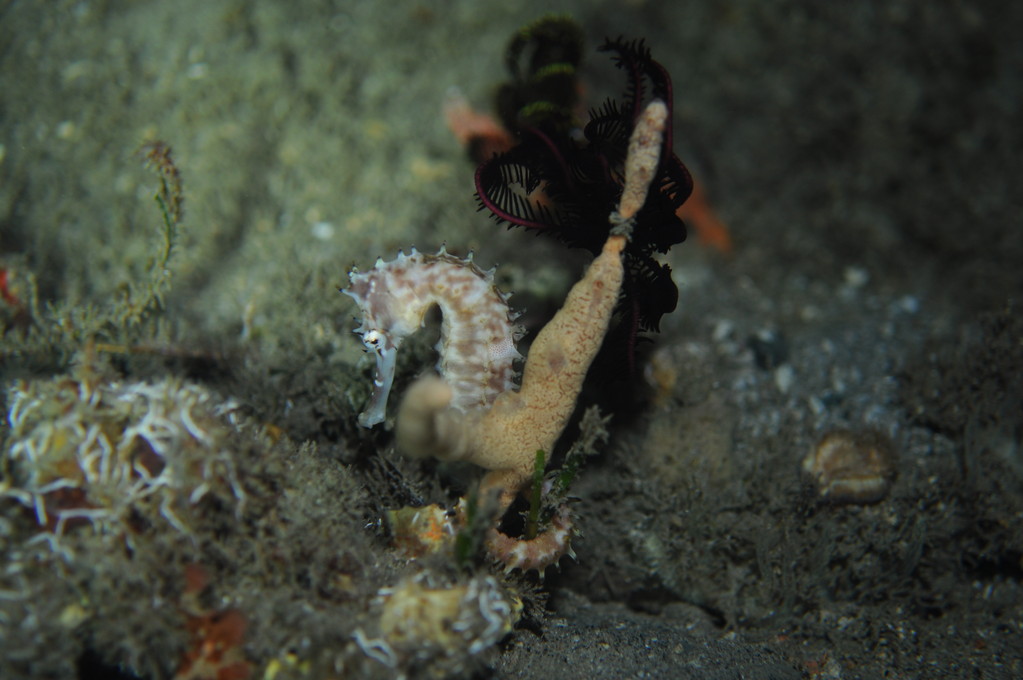 hippocampe indonésien hippocampus taenioterus, Negros orientales, Philippines