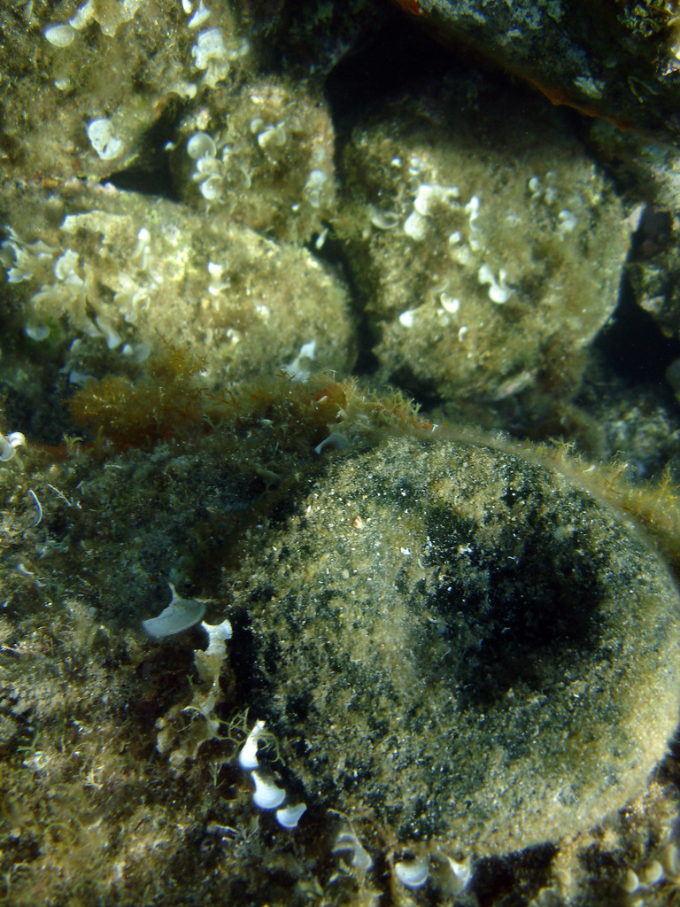 codium bursa, Porto Polo