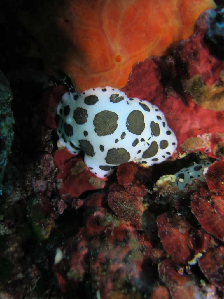 Petrodoris atromaculat, doris dalmatien, Nudibranchia Opisthobranchia Gastropoda Mollusca  