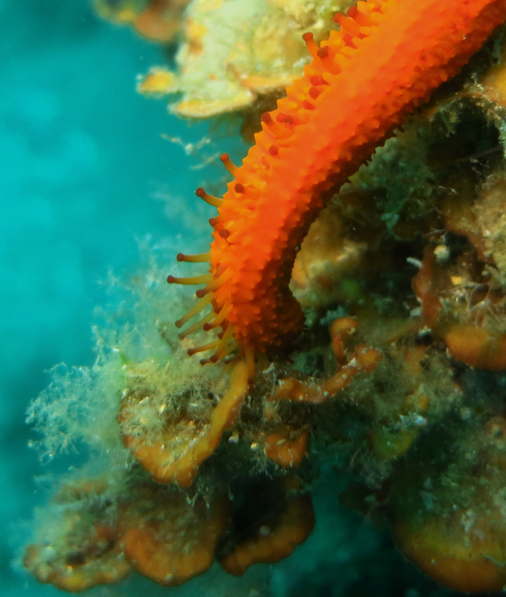 Etoile de mer rouge détail sur ses podia Echinaster sepositus