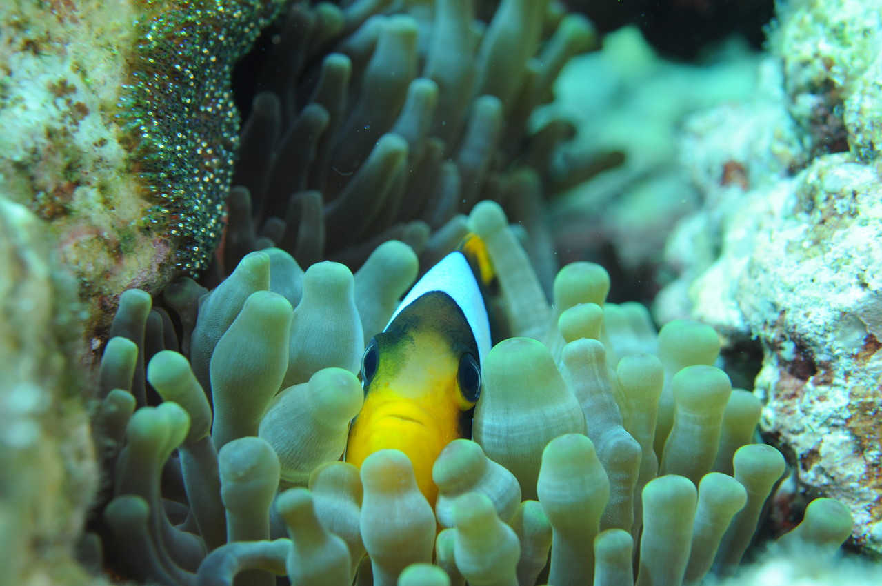 poisson clown    Amphiprion clarkii