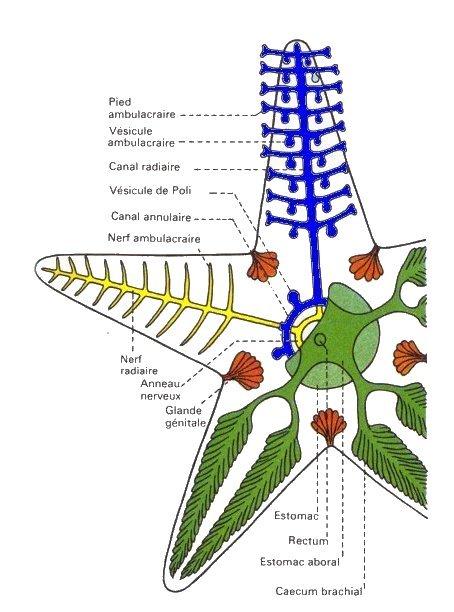 anatomie étoile de mer