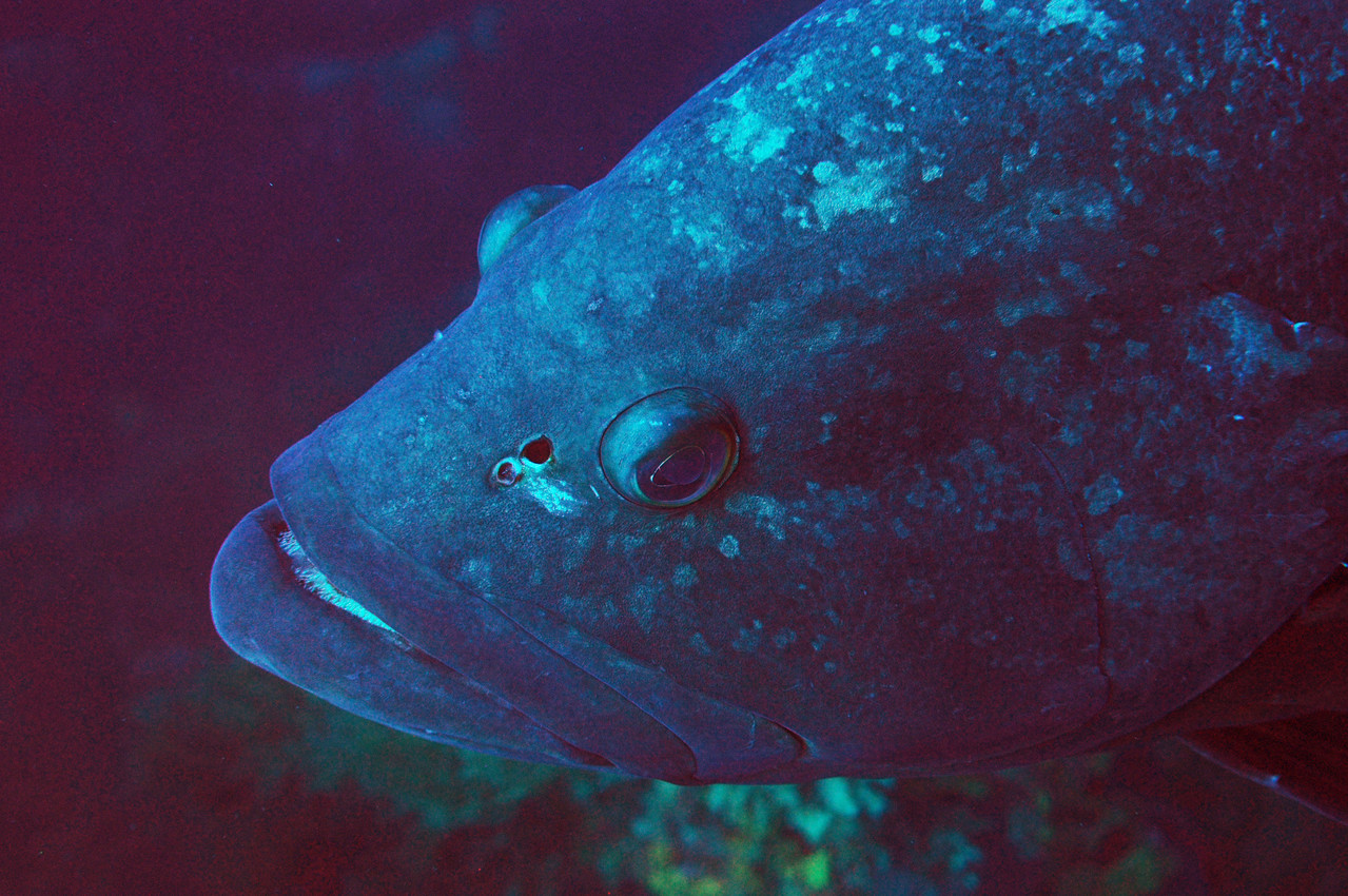 Epinephelus Mérou