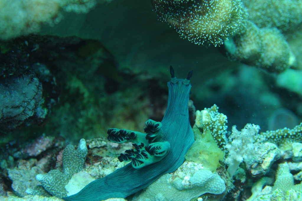 Mollusque opisthobranche Nembrotha verte Nembrotha milleri, Negros orientales, Philippines