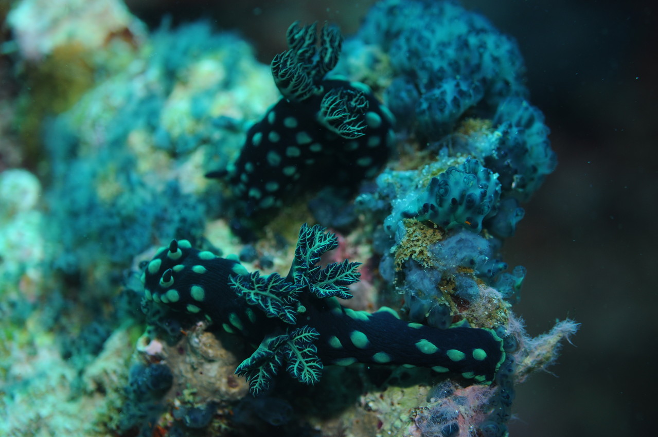 Mollusque opisthobranche Nembrotha cristata, Negros orientales, Philippines