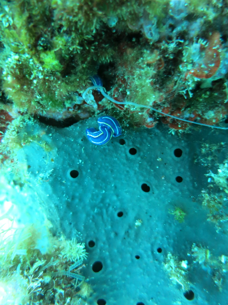 Hypselodoris tricolor, doris tricolore, Chromodorididae Nudibranchia Opisthobranchia Gastropoda Mollusca  