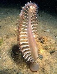 Pennatula phosphorea