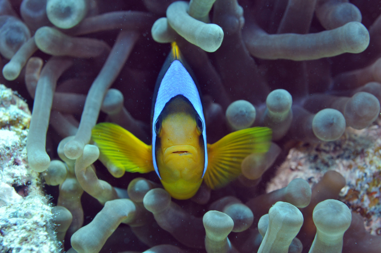 poisson clown    Amphiprion clarkii