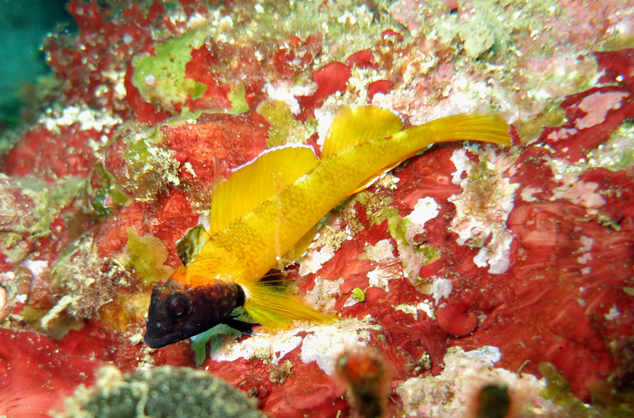 Trypterygion delaisi mâle adulte pendant la fraies ou il aborde cette couleur jaune