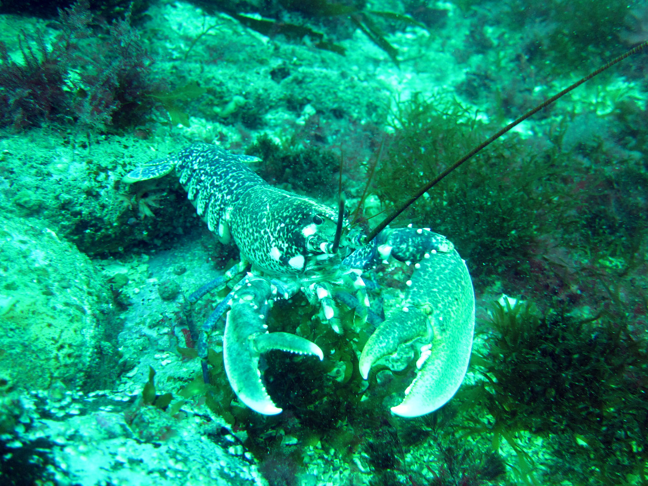 homarus gammaru, homard - Saint-Cast Côte d'Armor