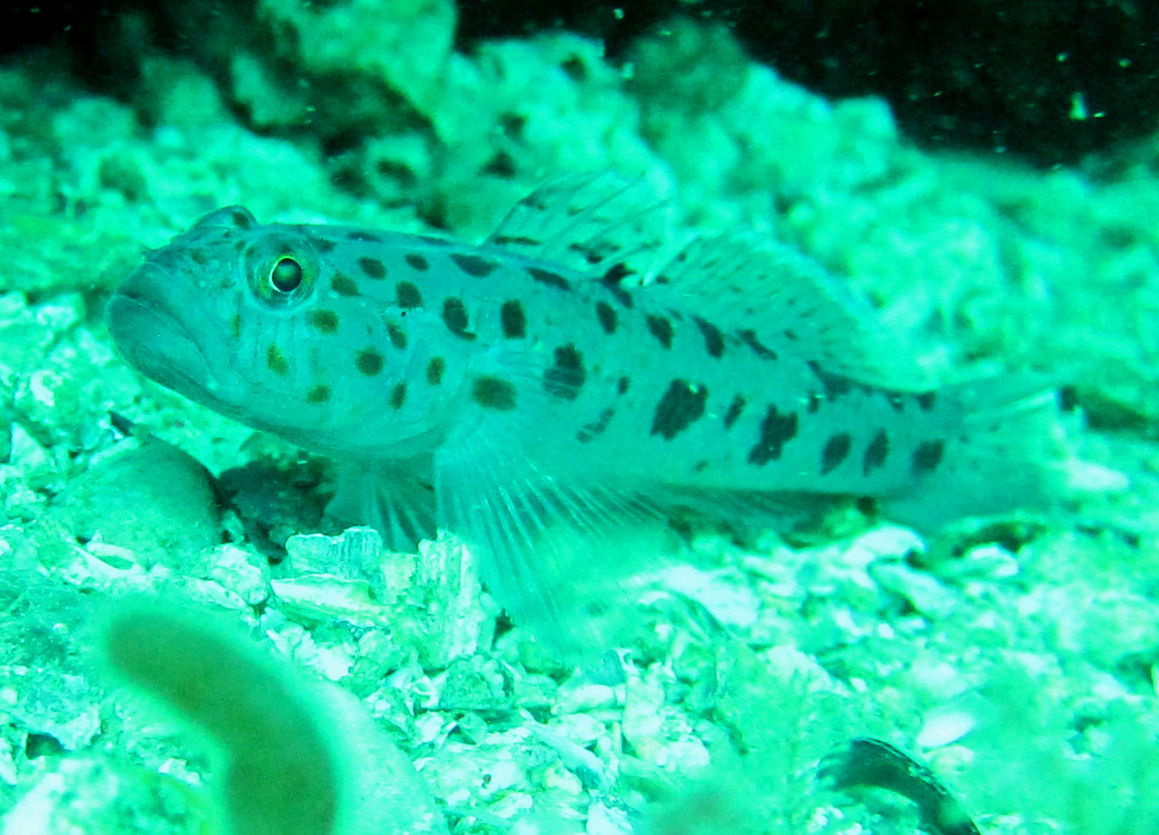 thorogobius ephippiatus, gobie léopard - Saint-Cast Côte d'Armor