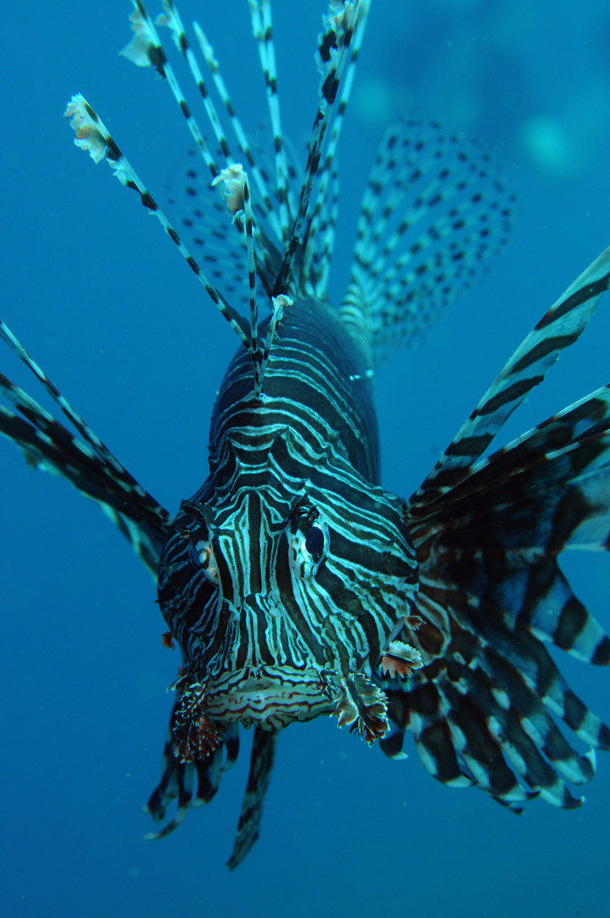 Rascasse volante zébrée Dendrochirus zebra 