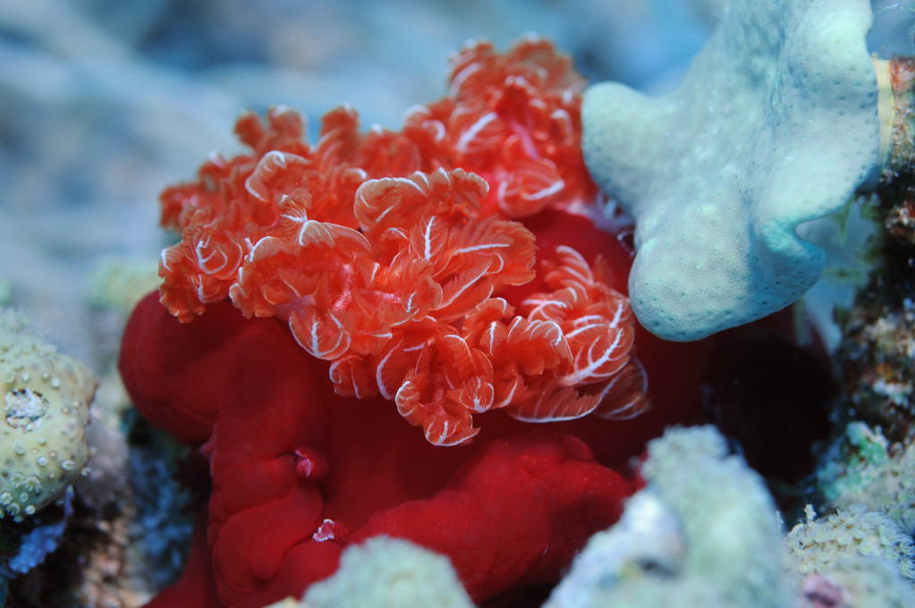 Danseuse espagnole Hexabranchus sanguineus