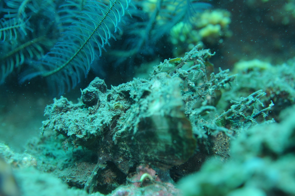 Scorpaeniformes et poissons comparables Rascasse marcheuse épineuse Inimicus didactylus