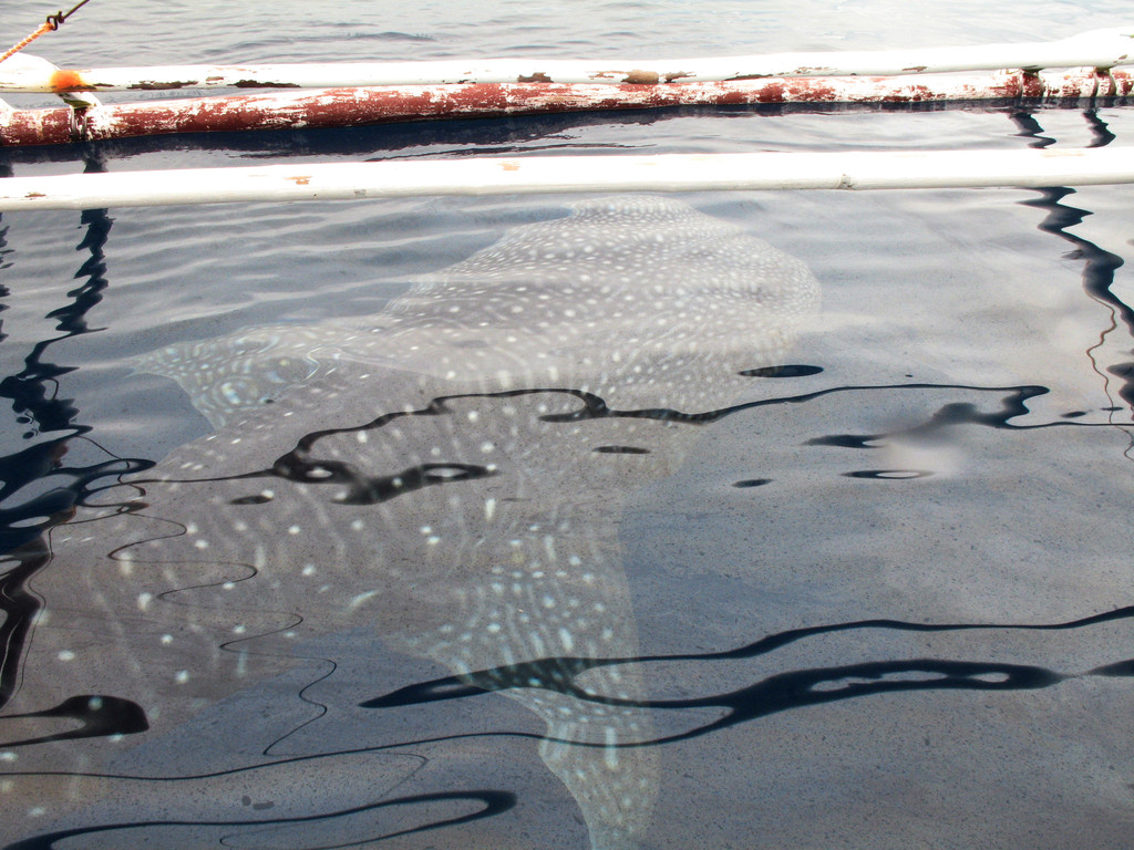 requin baleine juvénile, Negros orientales, Philippines