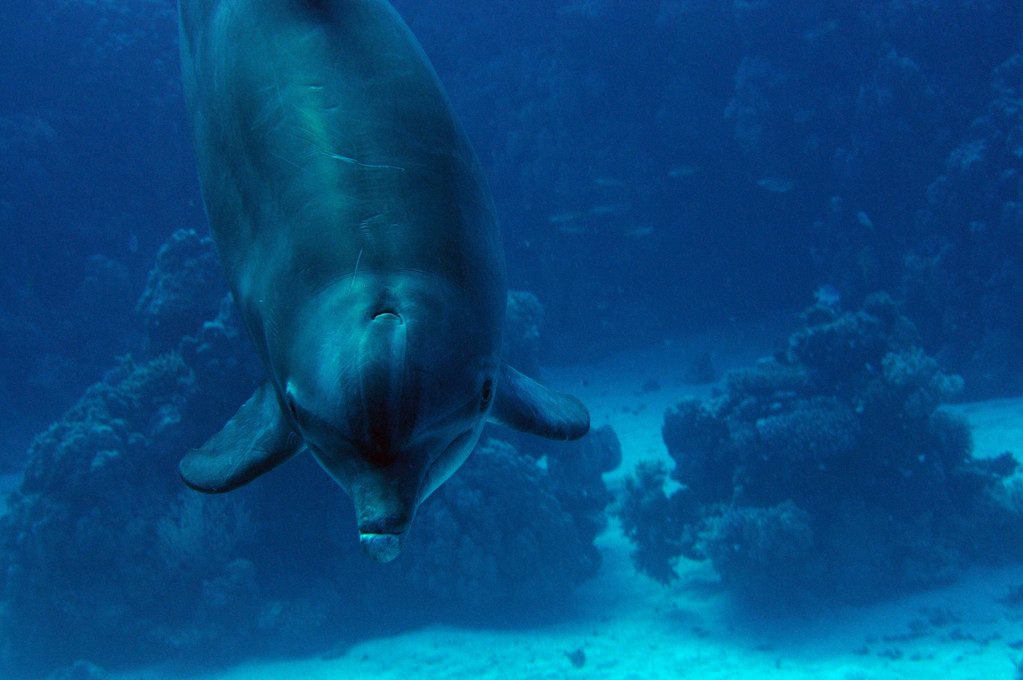 Souffleur de l'Océan Indien Tursiops aduncus 