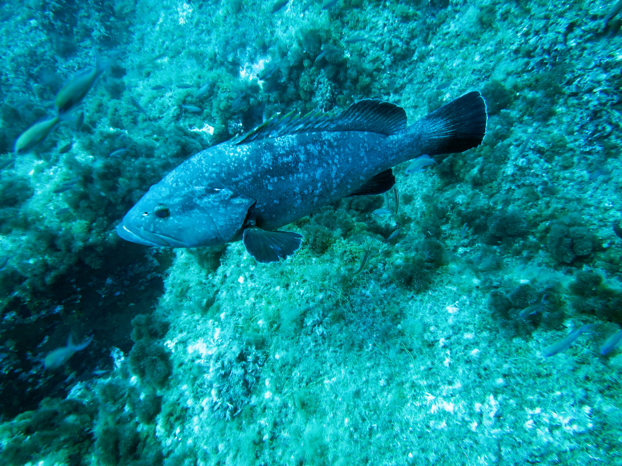 Epinephelus Mérou