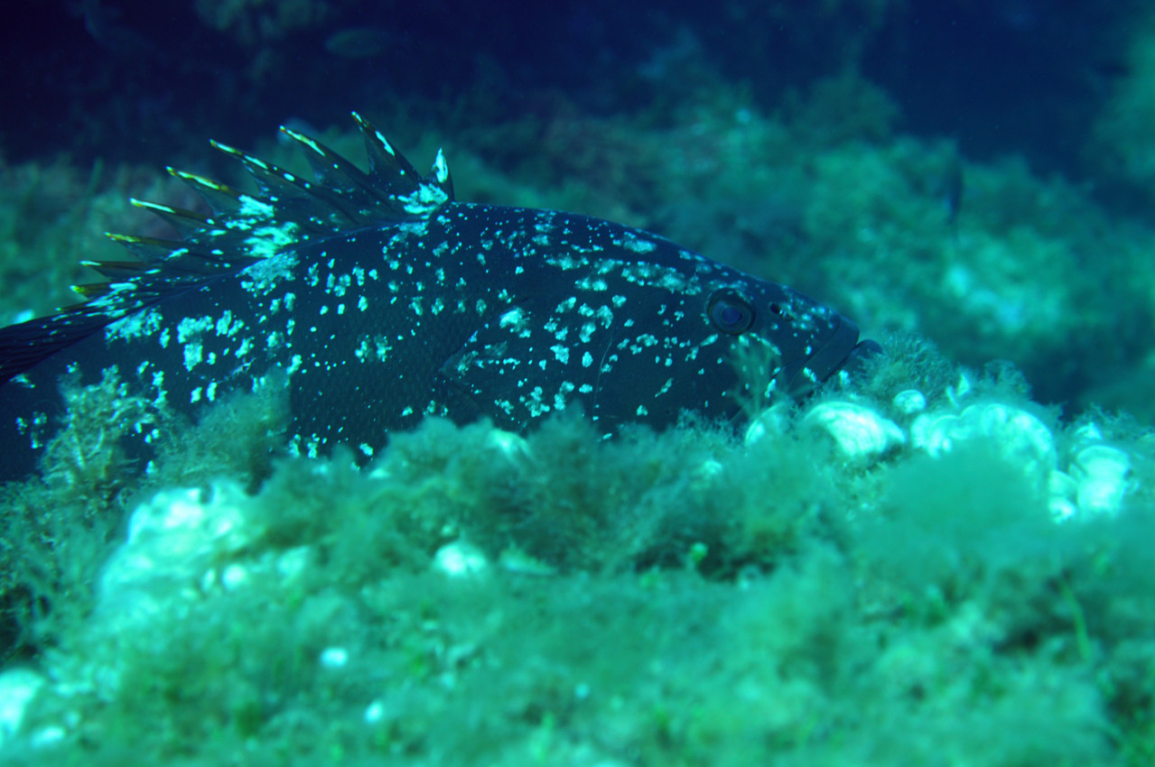 Epinephelus Mérou