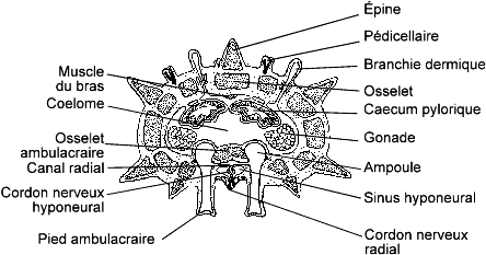 coupe bras étoile de mer