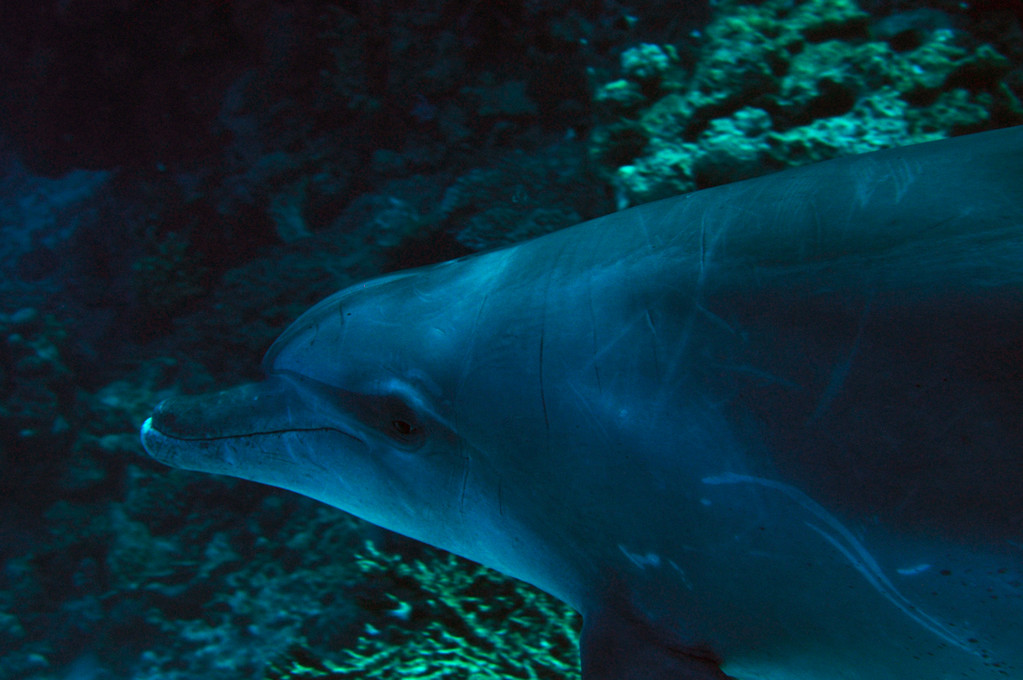 Souffleur de l'Océan Indien Tursiops aduncus 