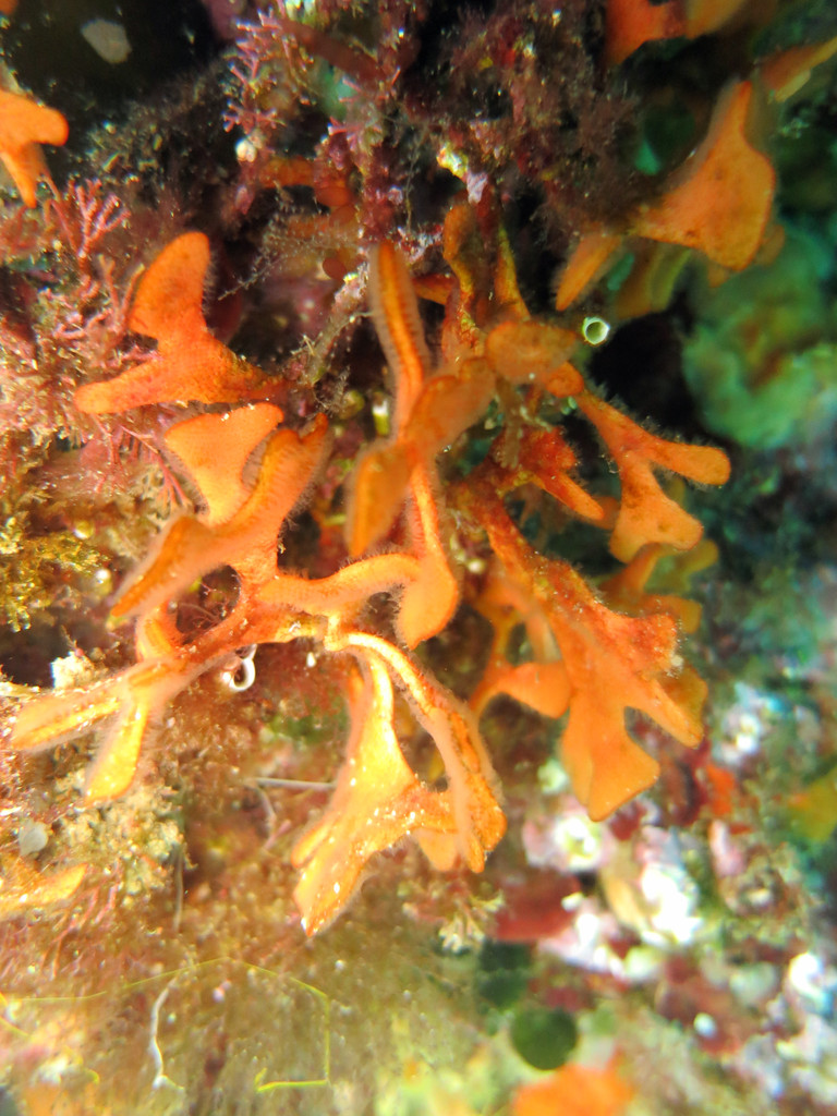 Pantapora fascialis, rose de mer, bryozoaire