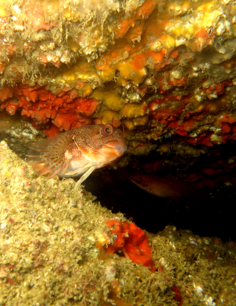 prablennius gattorugine, cabot, baveuse, perce pierre, blennie rayée Saint-Cast Côte d'Armor