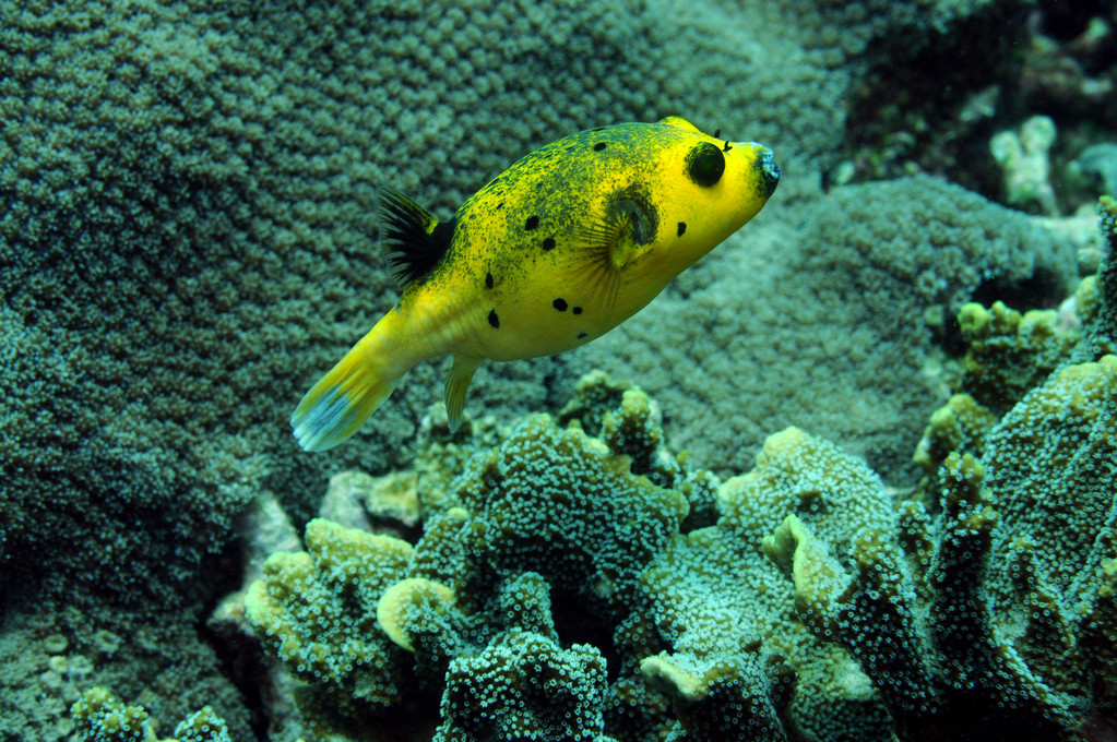 Tétrodon jaune Arothron nigropunctatus, Negros orientales, Philippines