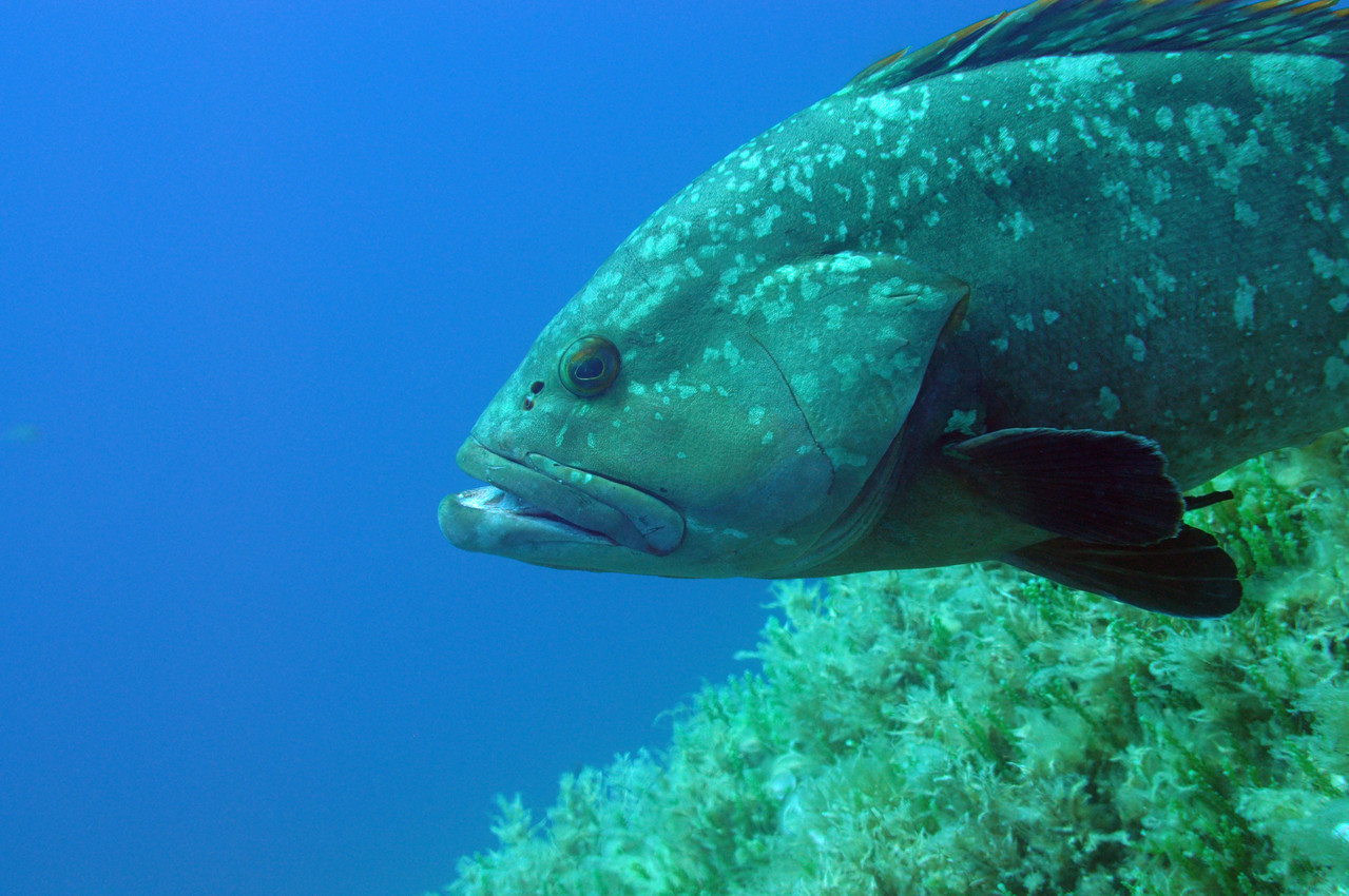 Epinephelus Mérou