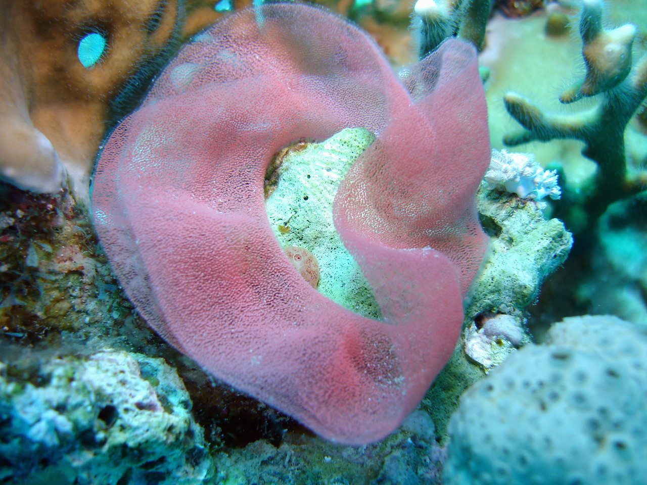 ponte de danseuse espagnole Hexabranchus sanguineus