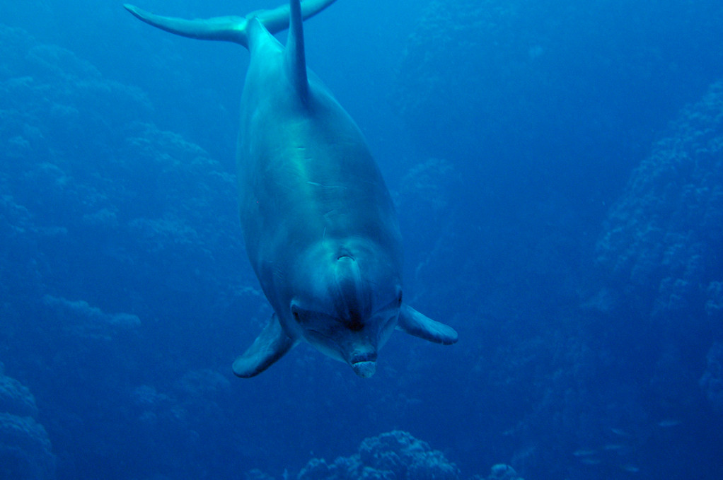 Souffleur de l'Océan Indien Tursiops aduncus 