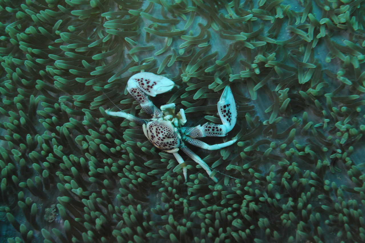  crabe porcelaine (Neopetrolisthes maculatus) dans une anémone, Négros orientales Philippines