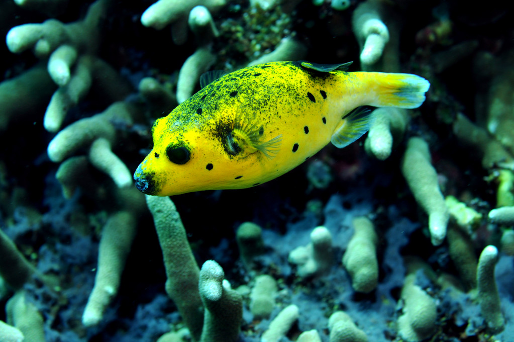 Tétrodon jaune Arothron nigropunctatus, Negros orientales, Philippines