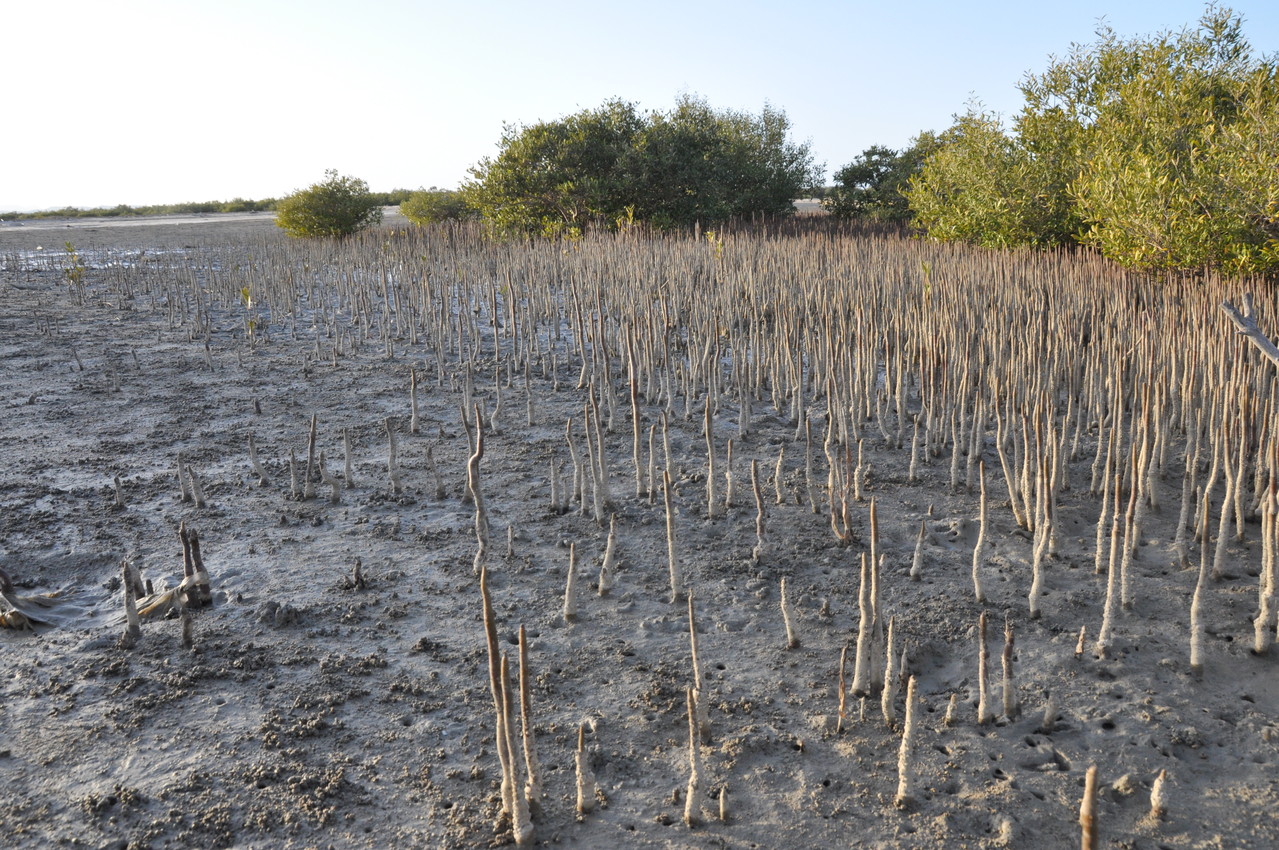 mangrove Wadi Lahami 