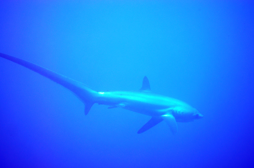 requin renard, Negros orientales, Philippines