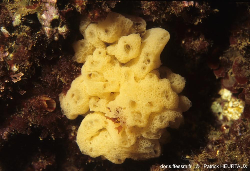 Clathrine cerveau Bborojevia cerebrum