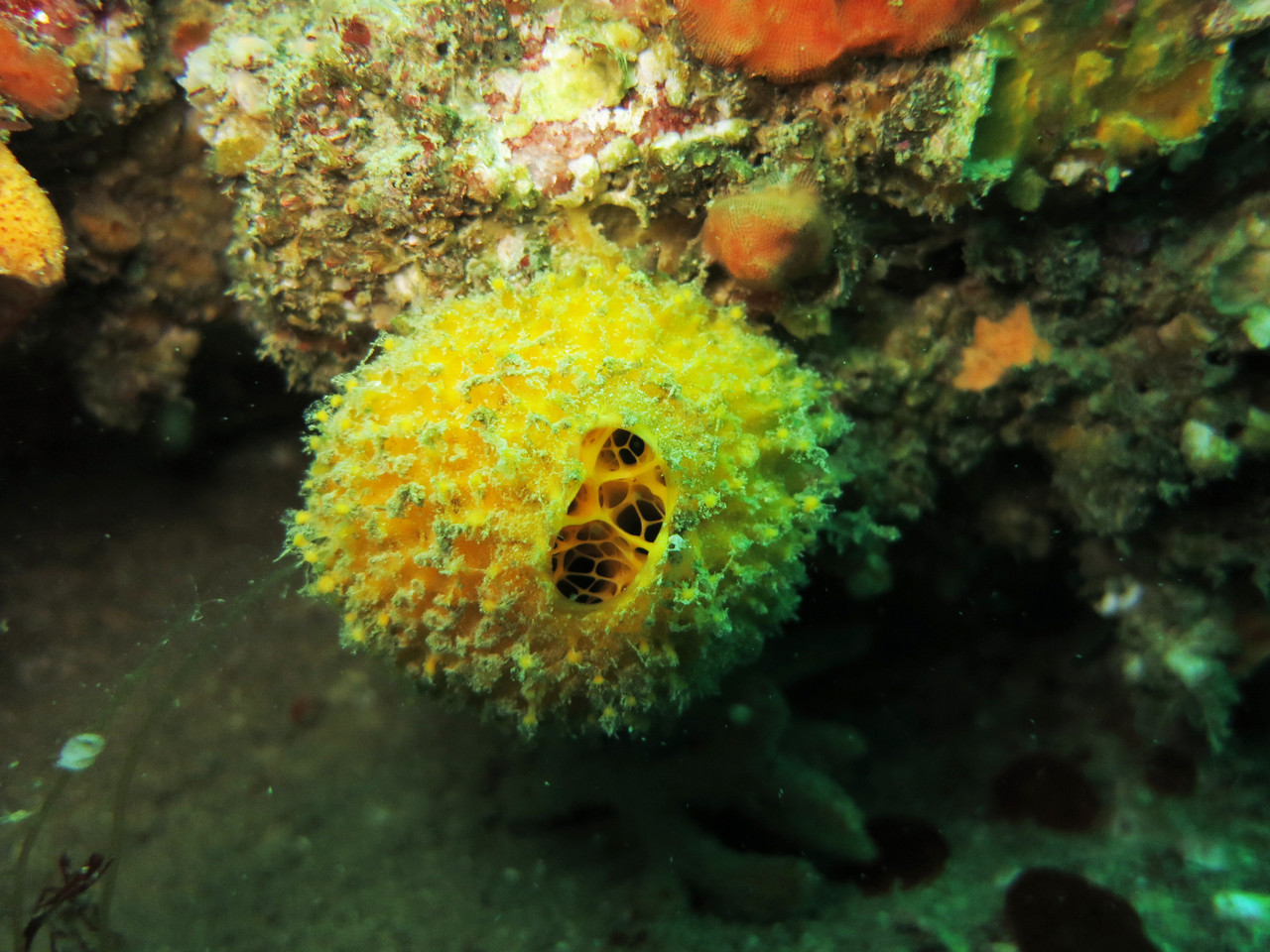 tethya aurantium, orange de mer éponge  - Saint-Cast Côte d'Armor