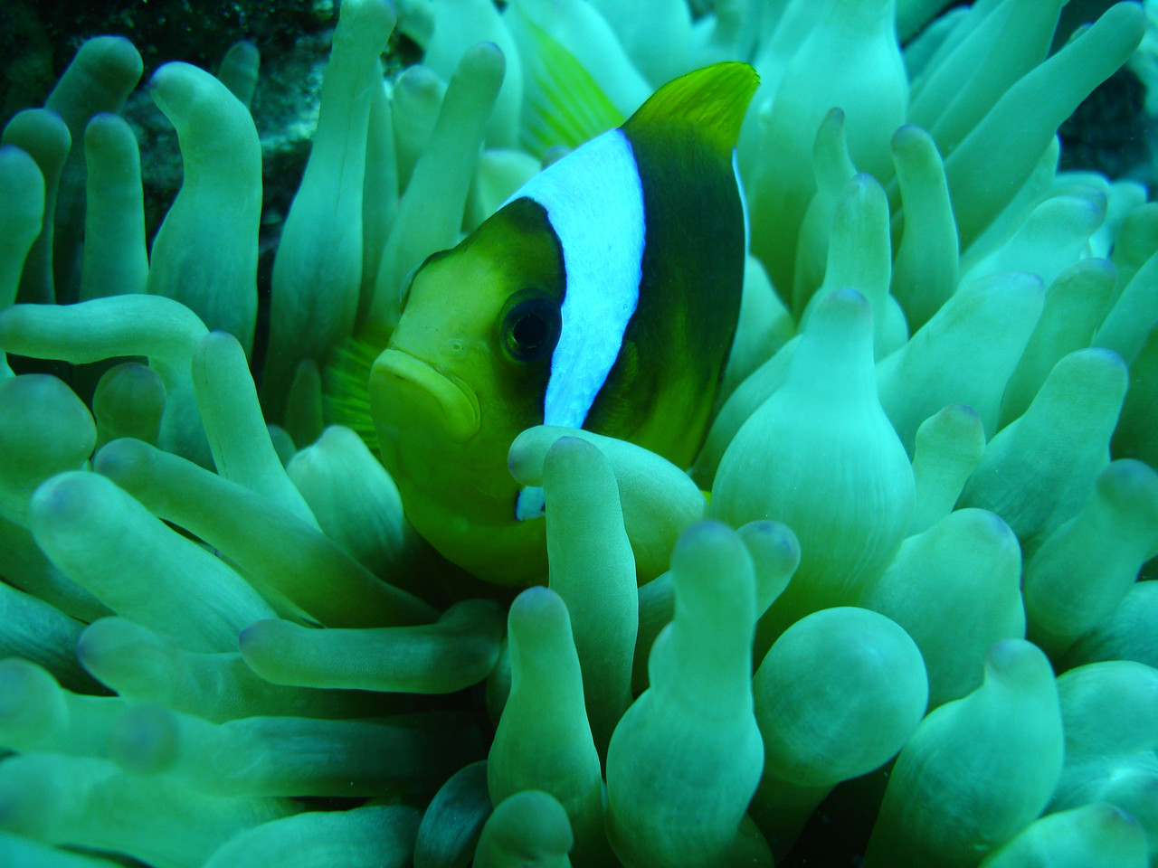 poisson clown    Amphiprion clarkii