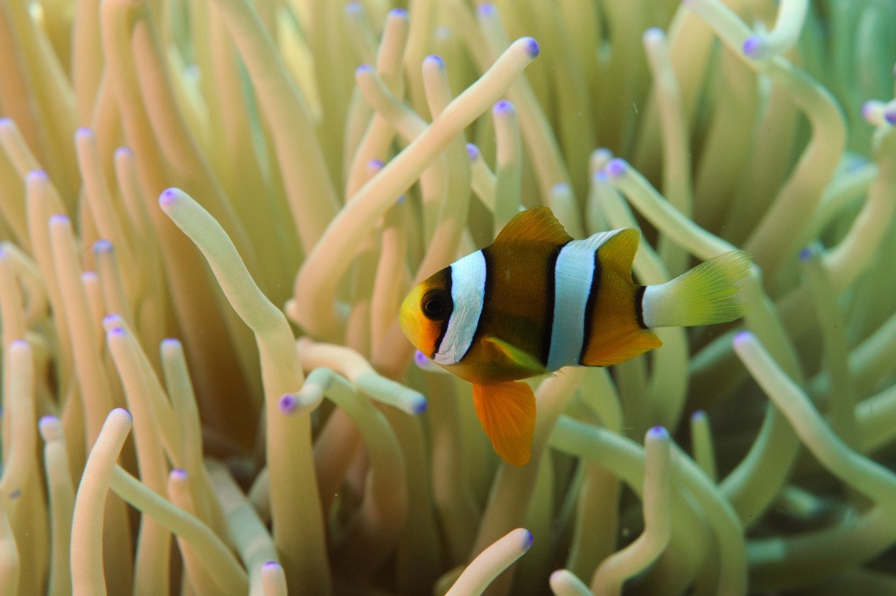 Poisson clown Amphiprionidés  Poisson Clown de Clark Amphiprion Clarki, Negros orientales, Philippines