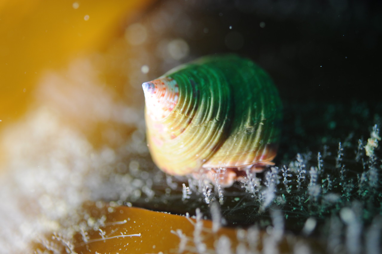 calliostoma zizyphinum, troque-jujube, calliostome, mollusque Saint-Cast Côte d'Armor