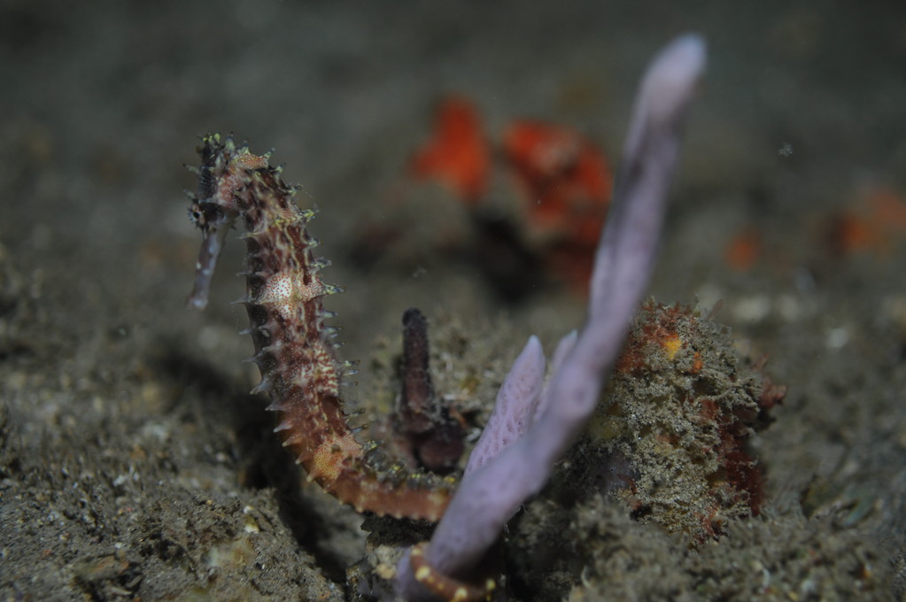 hippocampe indonésien hippocampus taenioterus, Negros orientales, Philippines