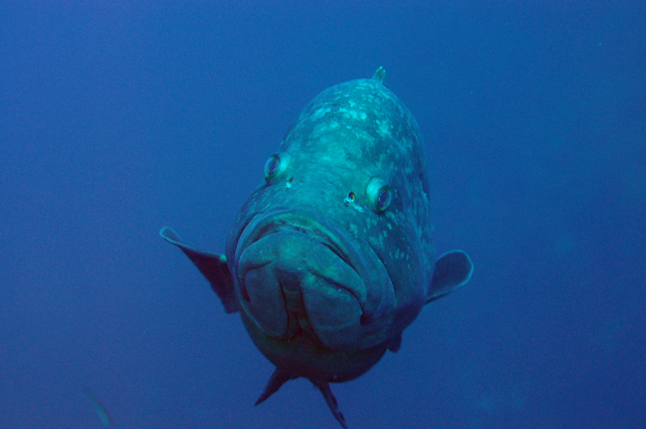 Epinephelus Mérou