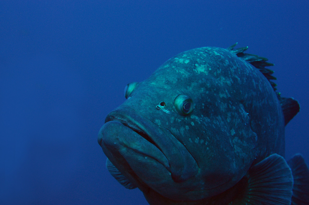 Epinephelus Mérou