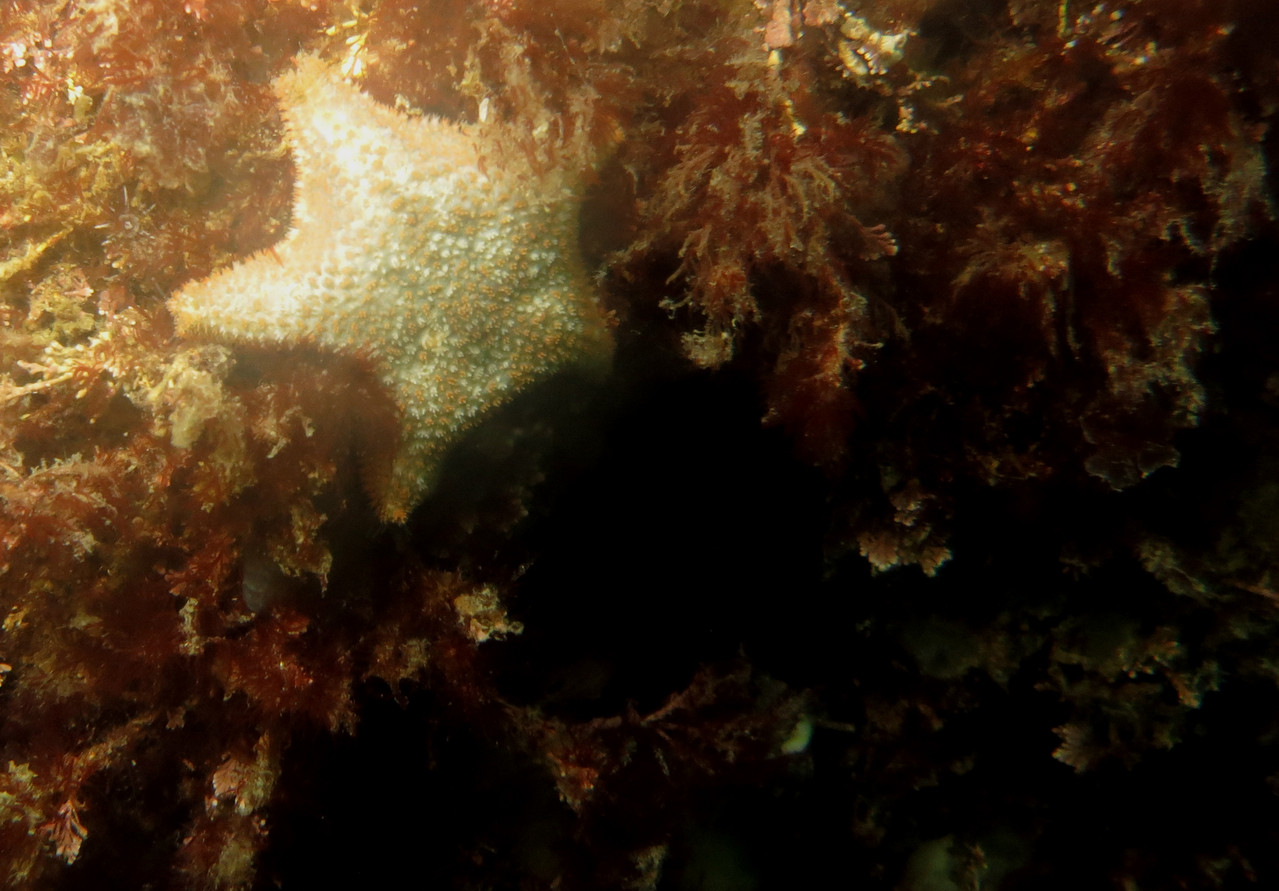 asterina gibbosa, astérie pentagonale, astérine bossue - echinoderme - Saint-Cast Côte d'Armor