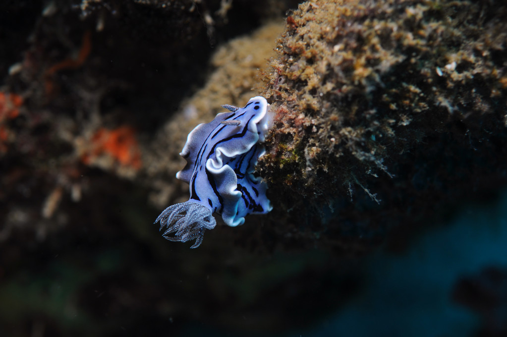 Mollusque opisthobranche Doridien de Willan Chromodoris willani, Negros orientales, Philippines